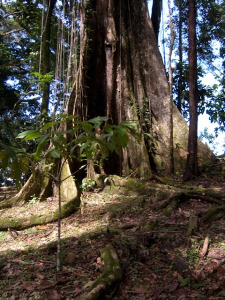 Cacao Tree in the shade