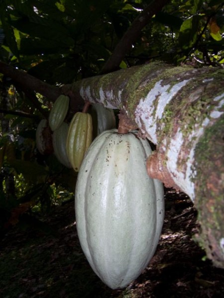 Cacao Pod